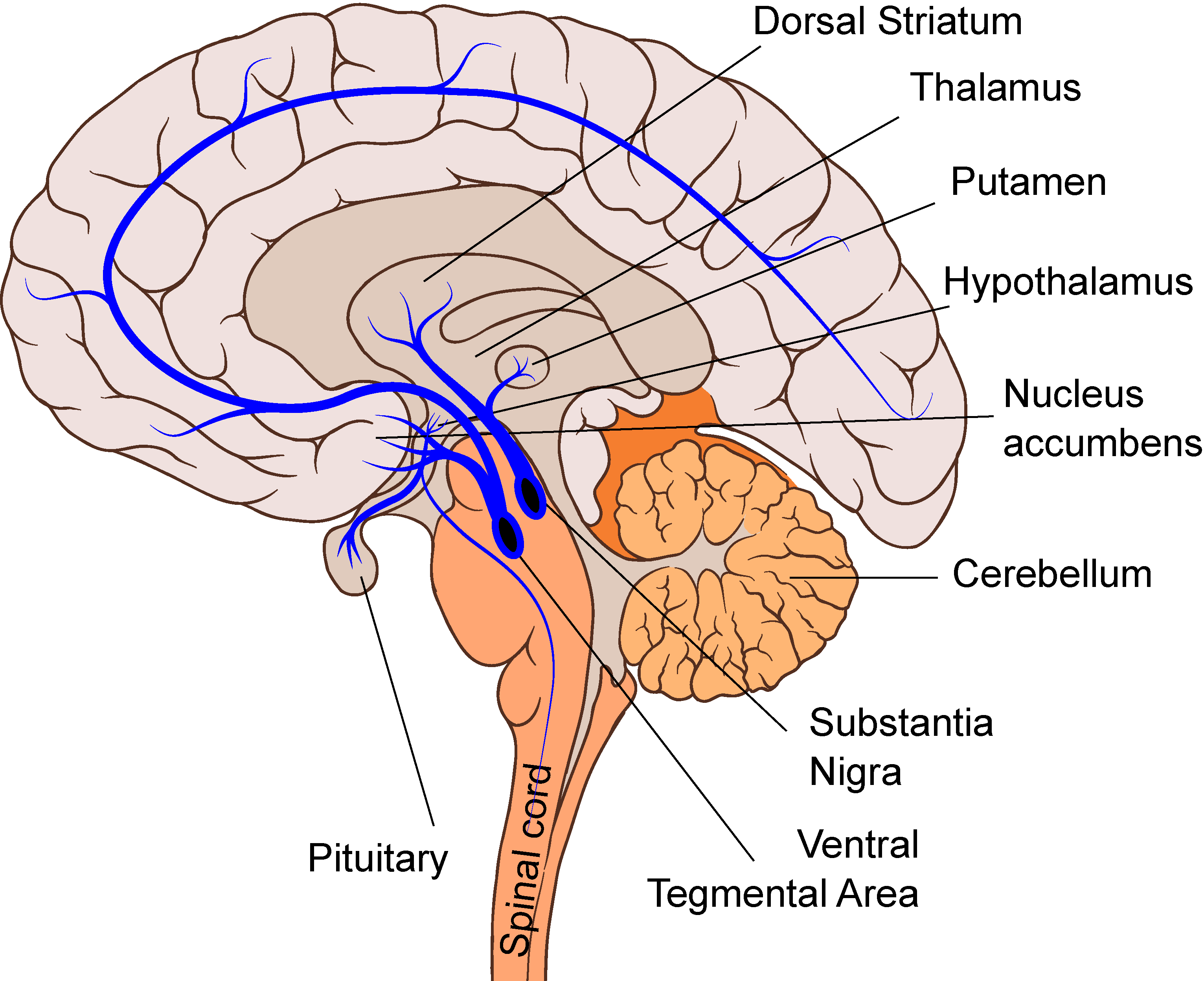 Dopaminergic pathways