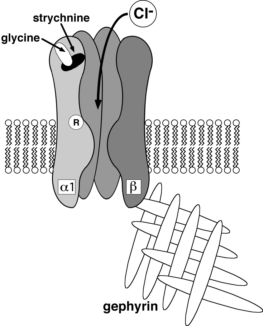 Glycine receptor
