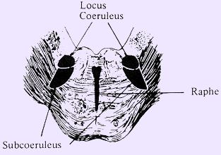 Locus coeruleus