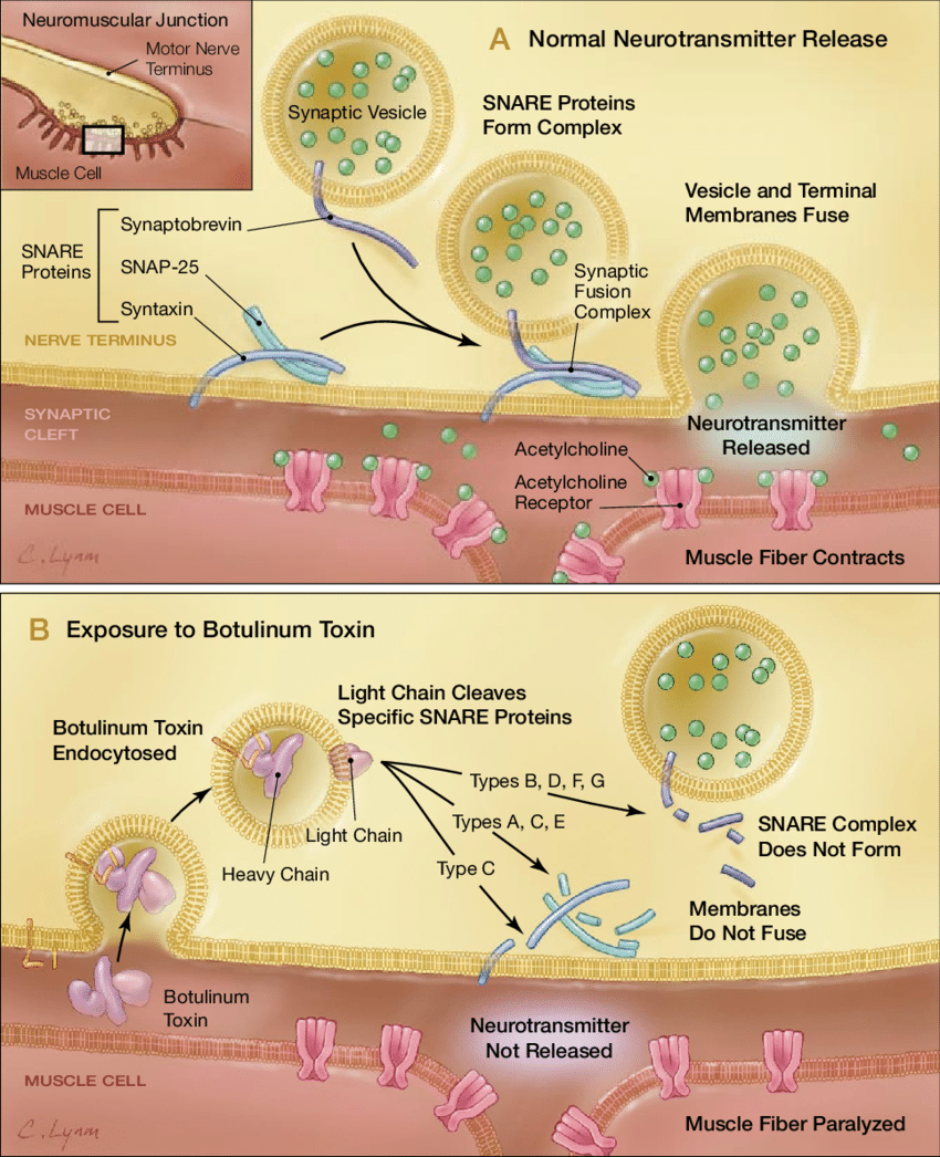 Mechanism of Botulinum Toxin