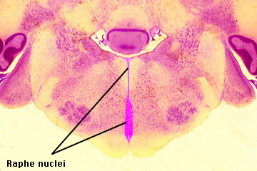 Raphe nuclei