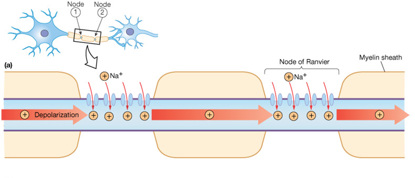 Saltatory Conduction