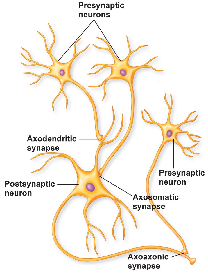 Axoaxonic synapse