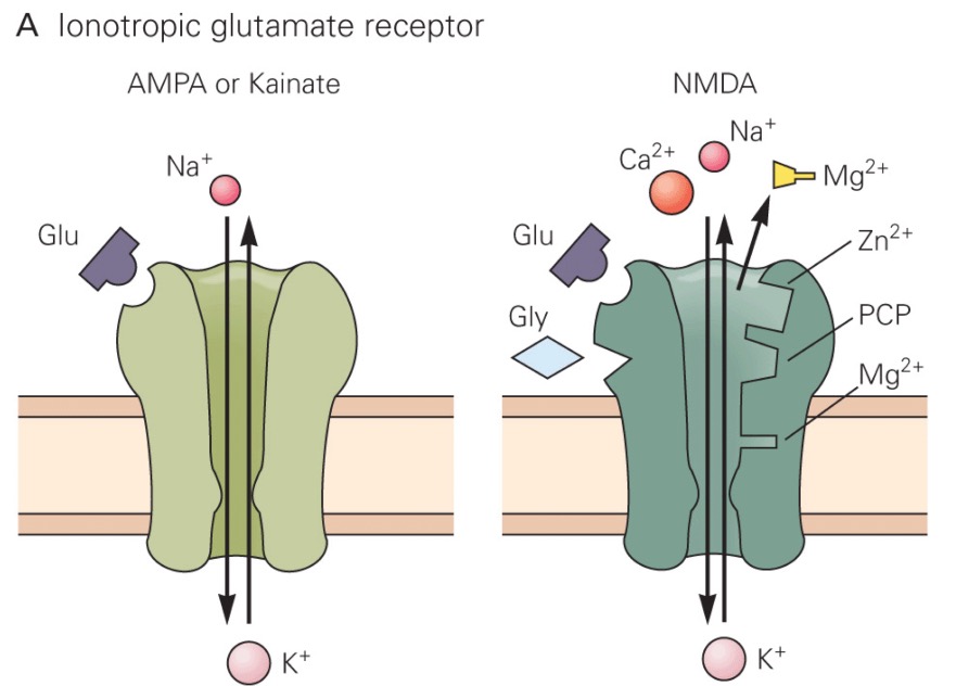 Glutamate receptors