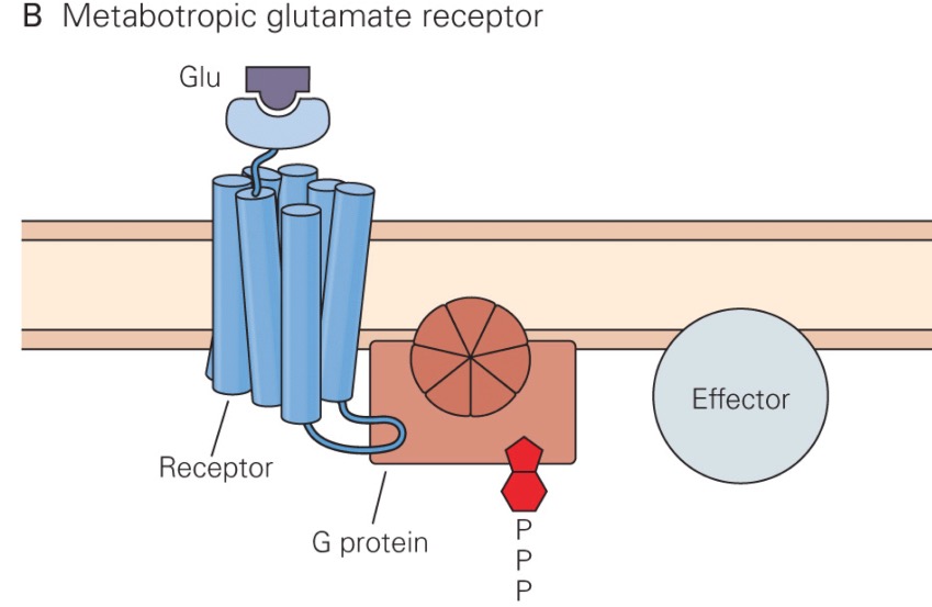 Metabotropic glutamate receptors