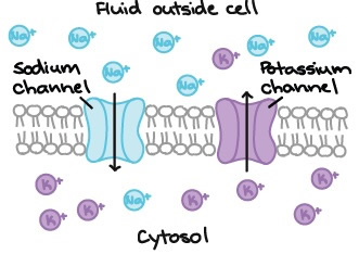 Ion movement