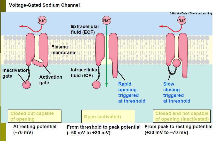 Sodium Channel
