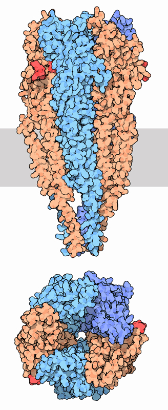 Nicotinic receptor structure
