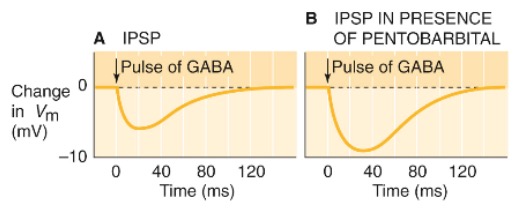 Pentobarbital effects