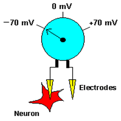 Membrane potential measurement