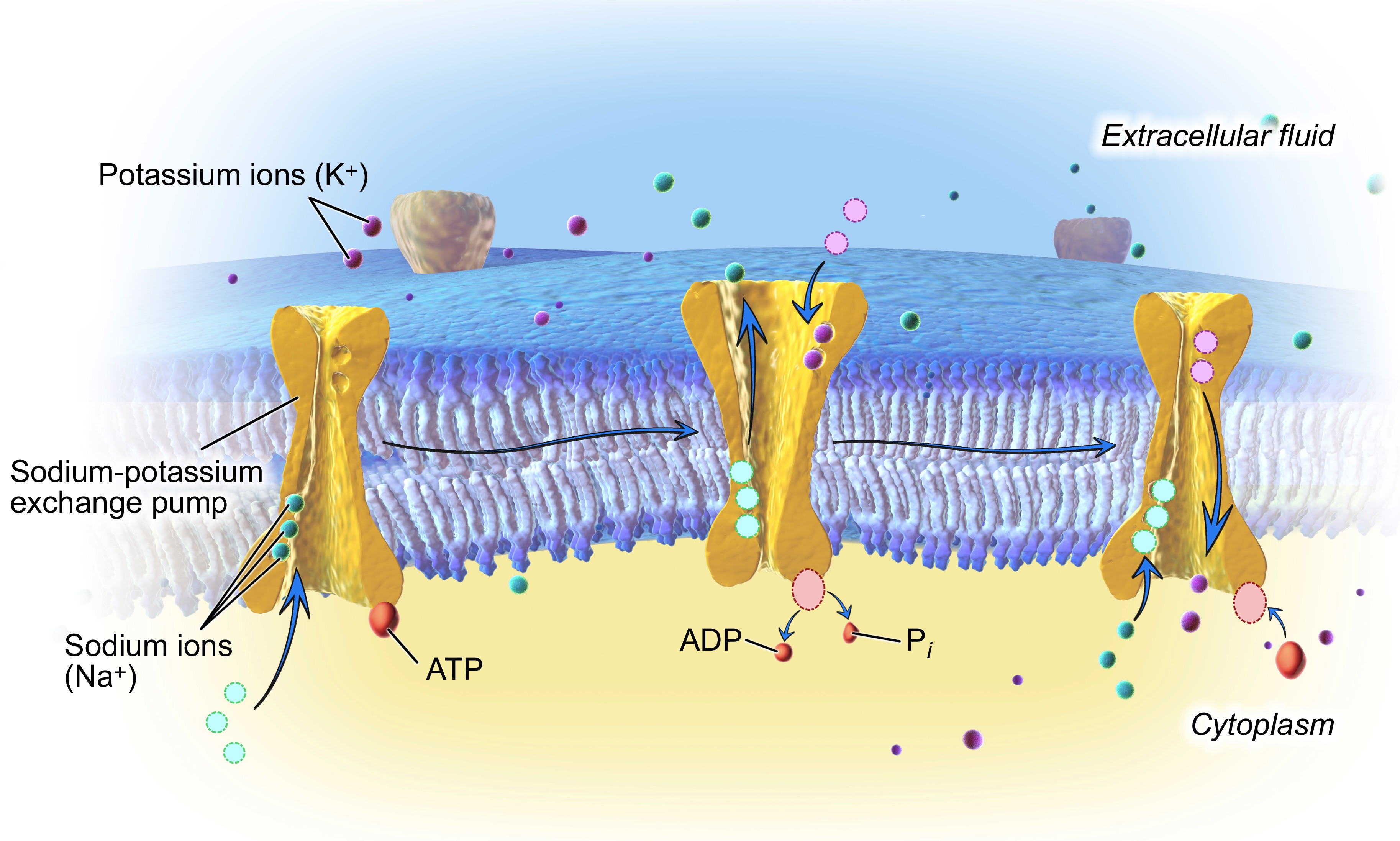 Sodium-potassium pump